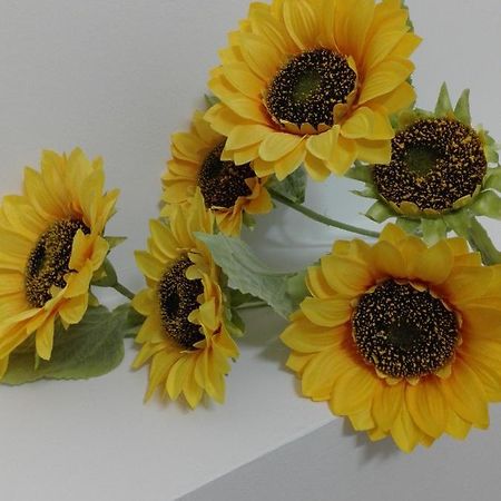 Girasole Grazioli 47 Bed & Breakfast เตรนโต ภายนอก รูปภาพ