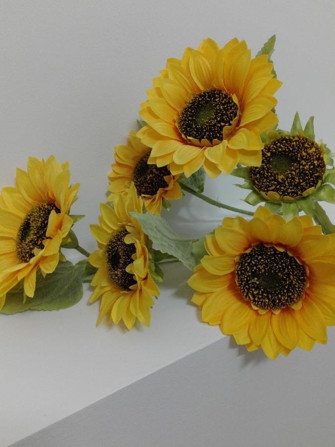 Girasole Grazioli 47 Bed & Breakfast เตรนโต ภายนอก รูปภาพ